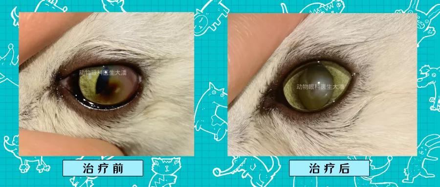 猫咪角膜腐骨保守治疗过程,猫角膜腐骨如果不处理会怎样