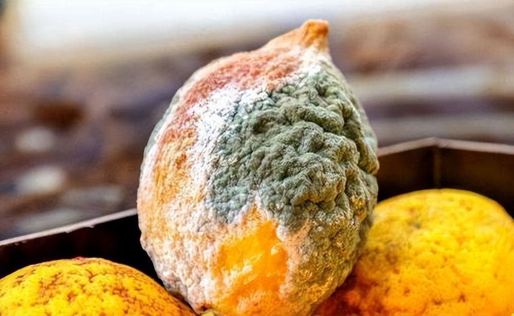 乙肝不宜吃鹅肉,鹅肉乙肝病人能吃吗