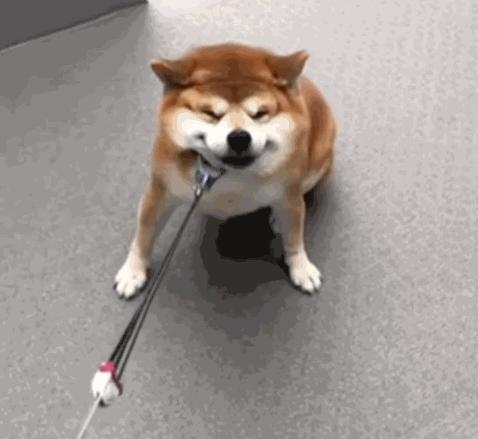 遇恶犬咬人如何救人,路遇恶犬如何救人如何自救