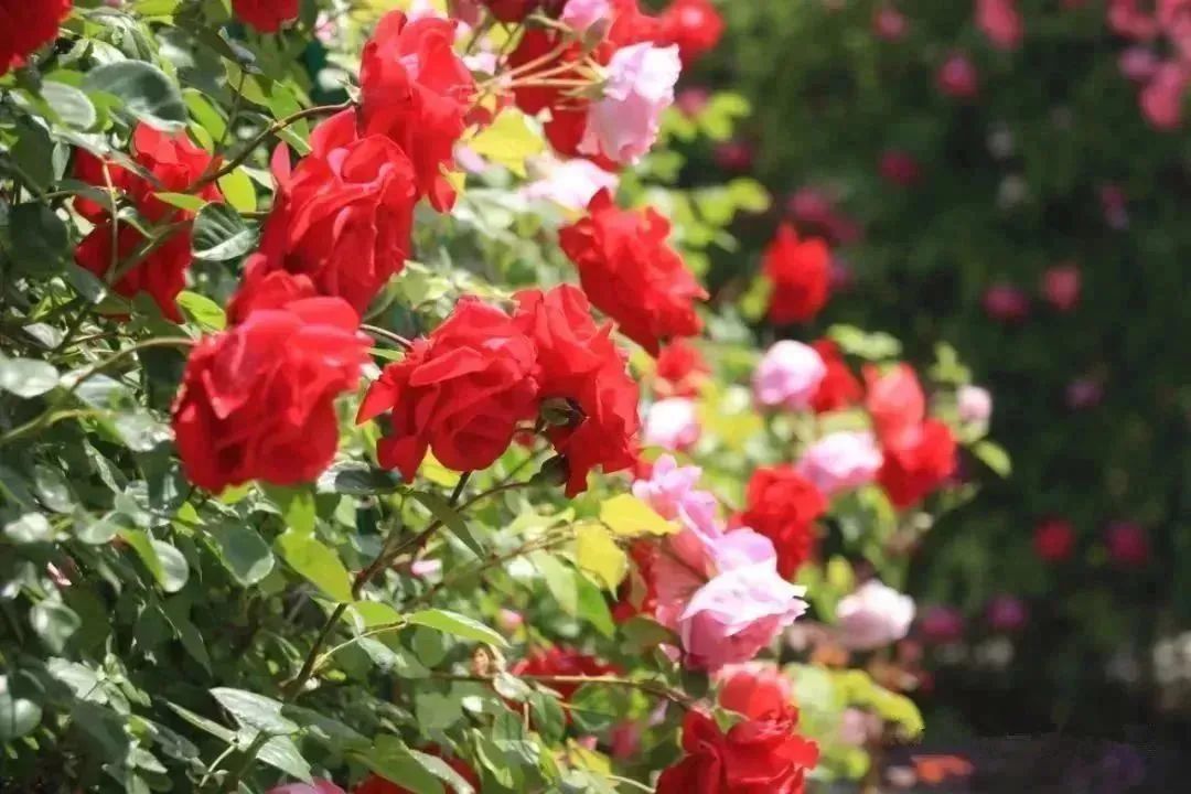 月季花开娇艳无比,月季花开得正烂漫