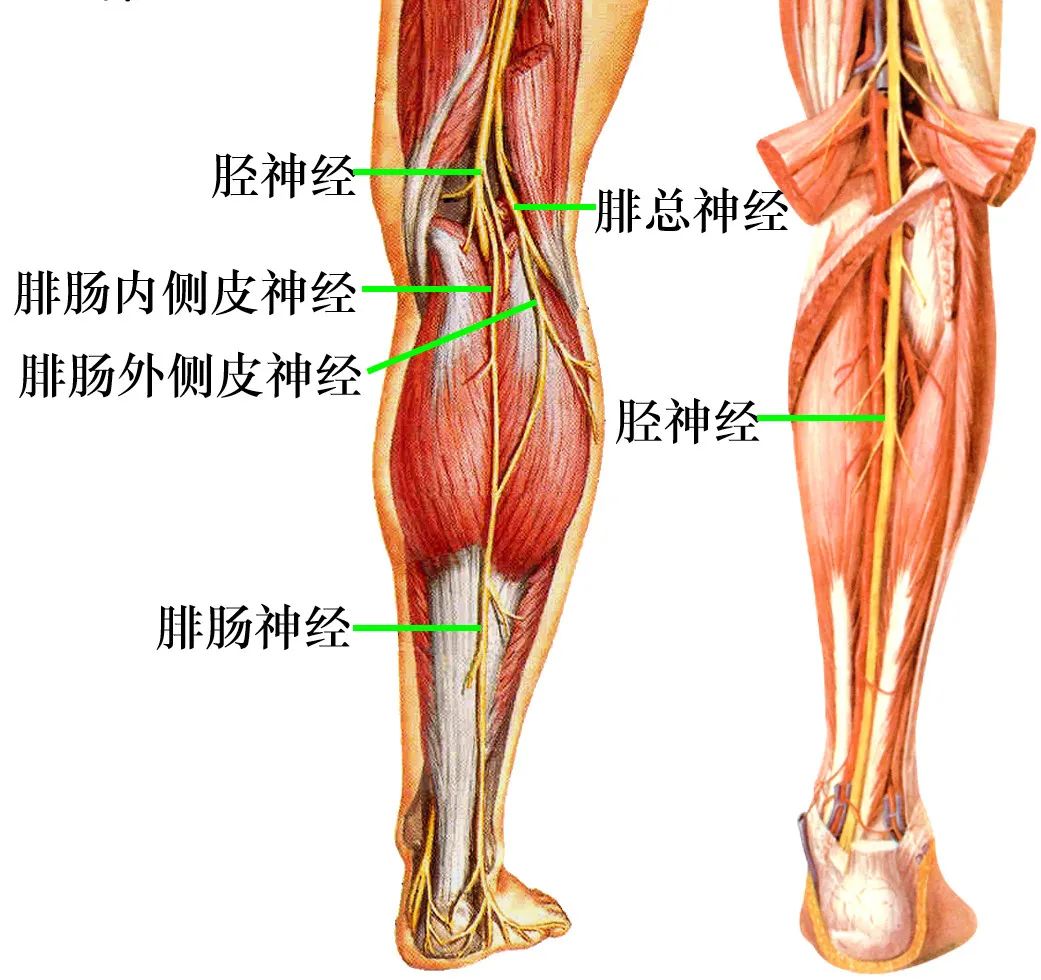 脊神经支配区域解剖图简图,脊神经及其分支的支配范围