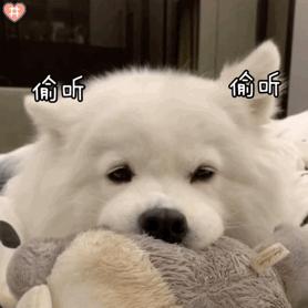 100个好听到爆的狗狗名字两个字,最近流行的狗名字