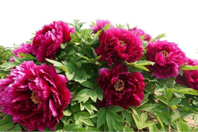 仙人掌墨西哥国花,仙人掌花是什么国家的国花