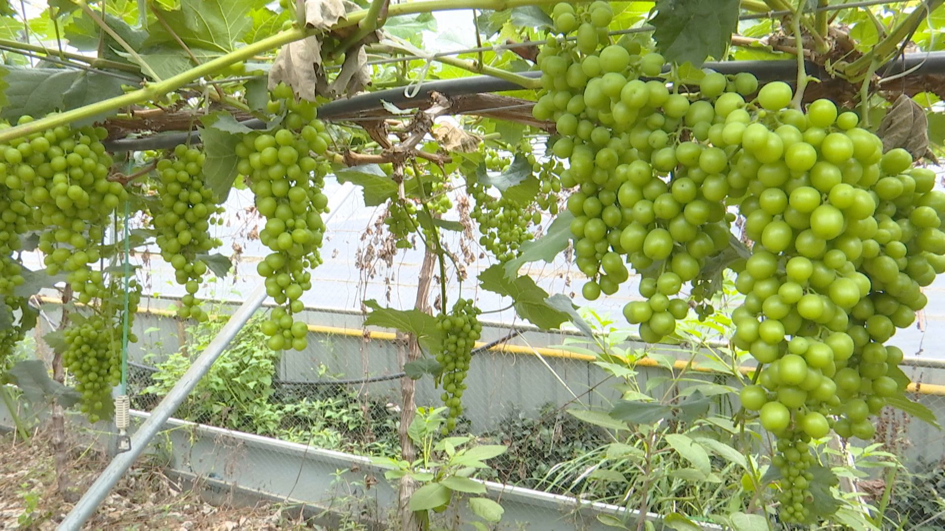 夏日葡萄甜基地实训忙