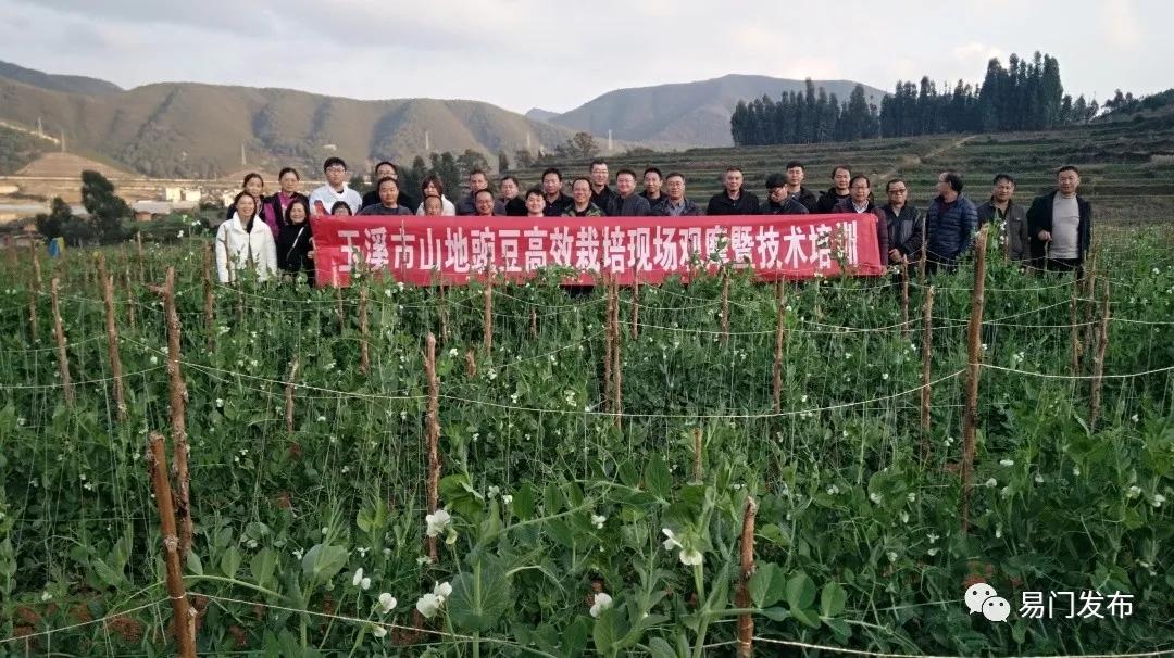易门豌豆种子,易门种植专用农业产品