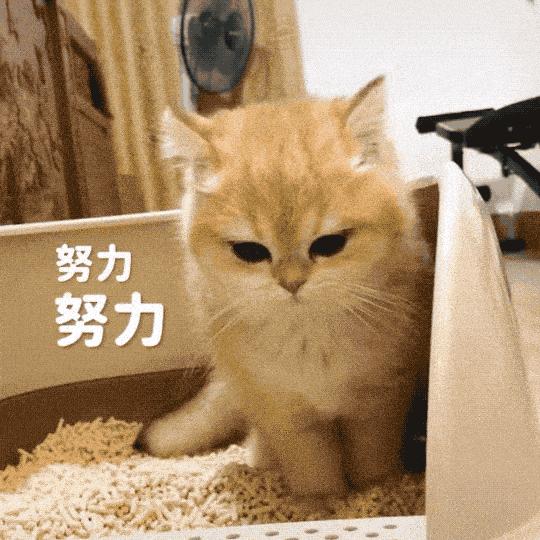 三天没铲屎猫咪会生病吗,小猫咪便秘了拉稀屎怎么办