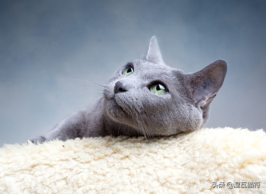 俄罗斯蓝猫法国蓝猫英国蓝猫,欧系俄罗斯蓝猫