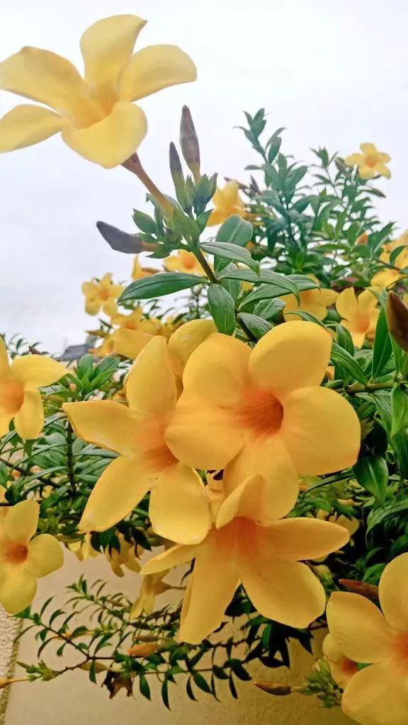 适合夏天养的7种花越晒开花越旺,阳台高温如何养墨兰