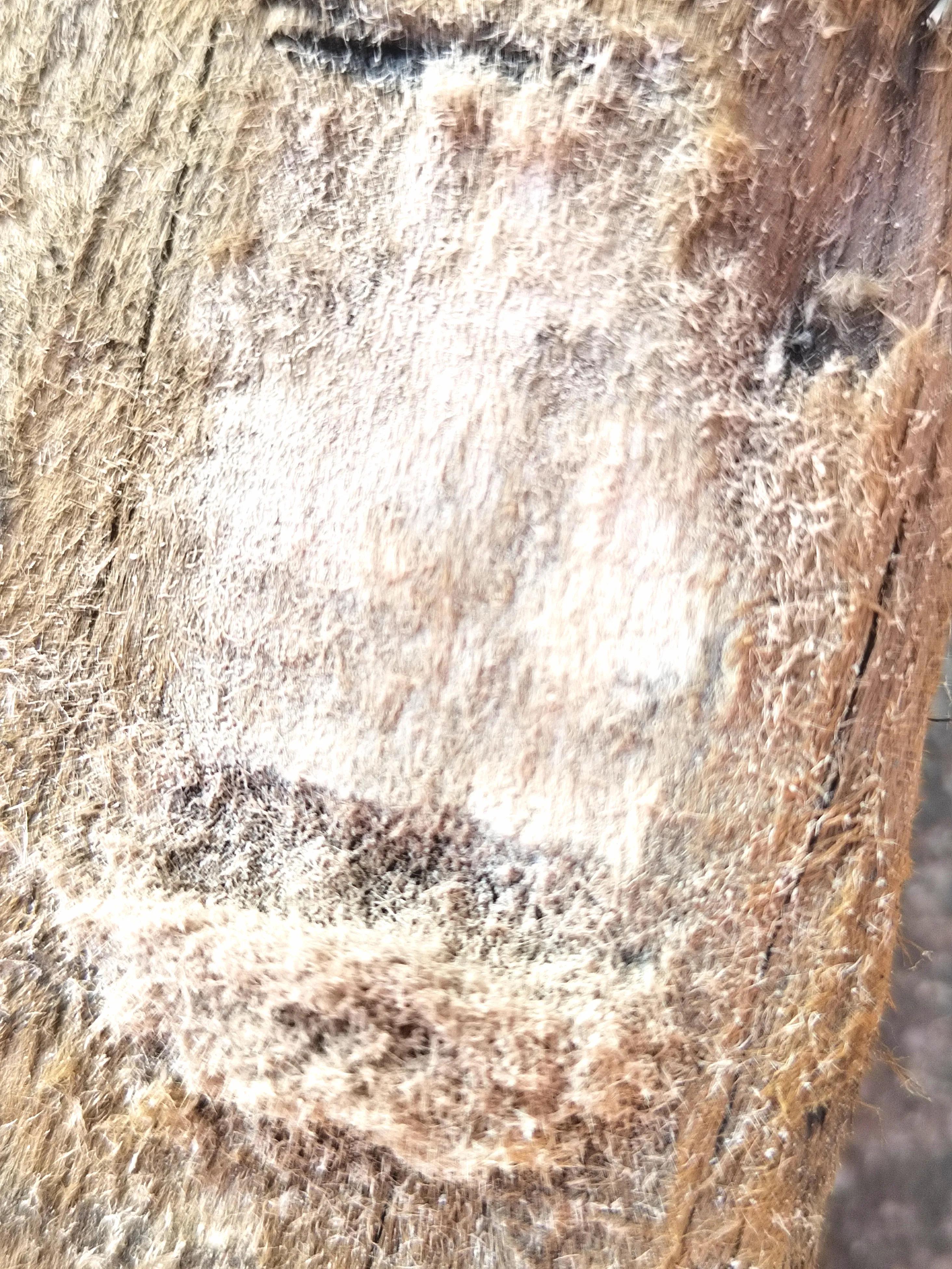 海南霸王岭白奇楠,海南白奇楠和紫奇楠