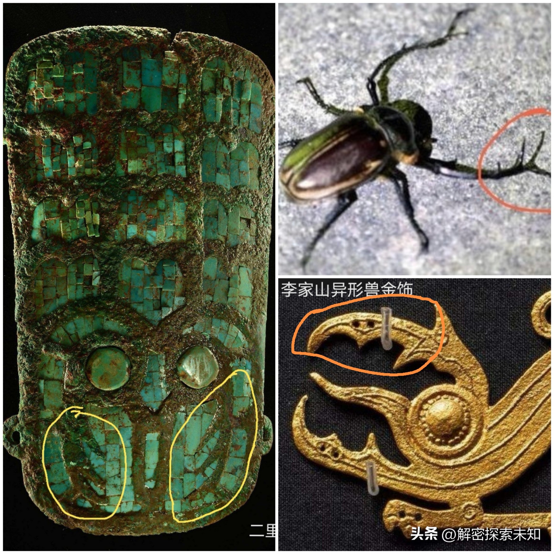 甲虫进化史讲解,甲虫进化史哪些虫真实存在