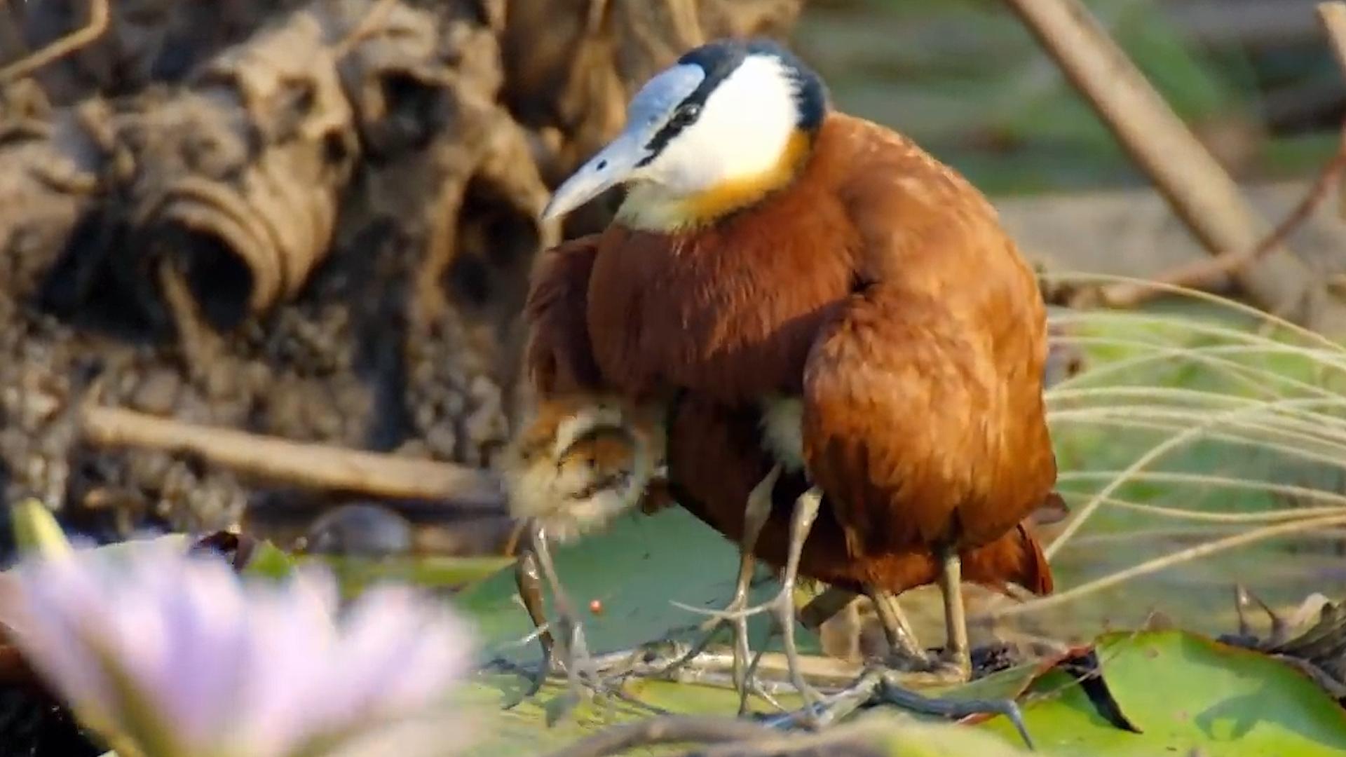 鸟类的大脚“奶爸”，为了躲避鳄鱼追杀，一秒变身“夹娃娃鸡”