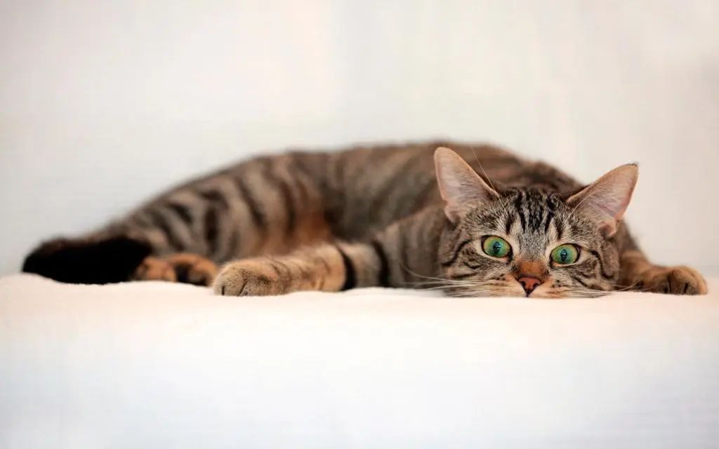 爱它，请不要放弃它！猫传腹不等于判死刑