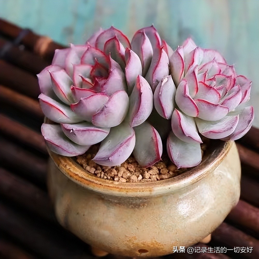 十二星座相对应的多肉,12星座守护多肉