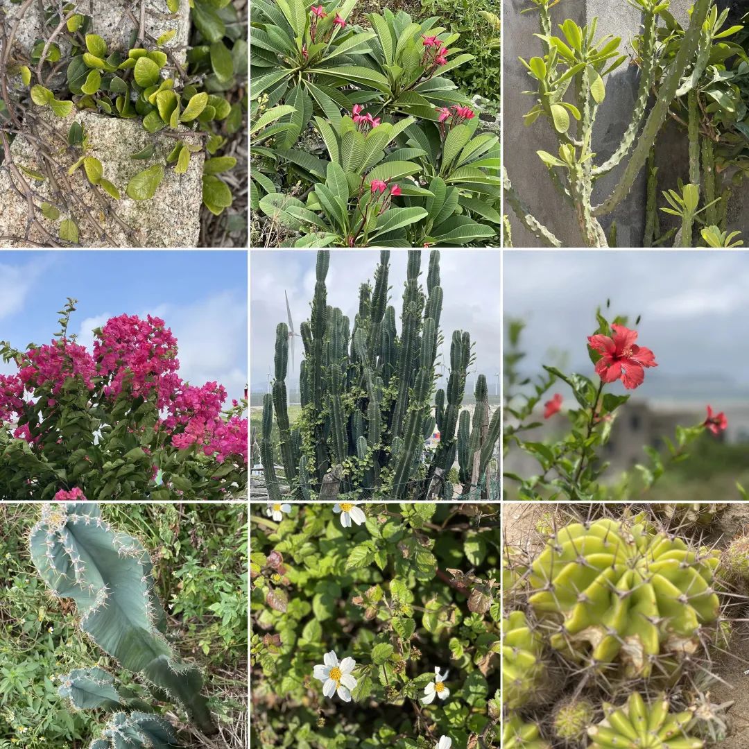 平潭石梯民宿,平潭岛长江澳石间民宿