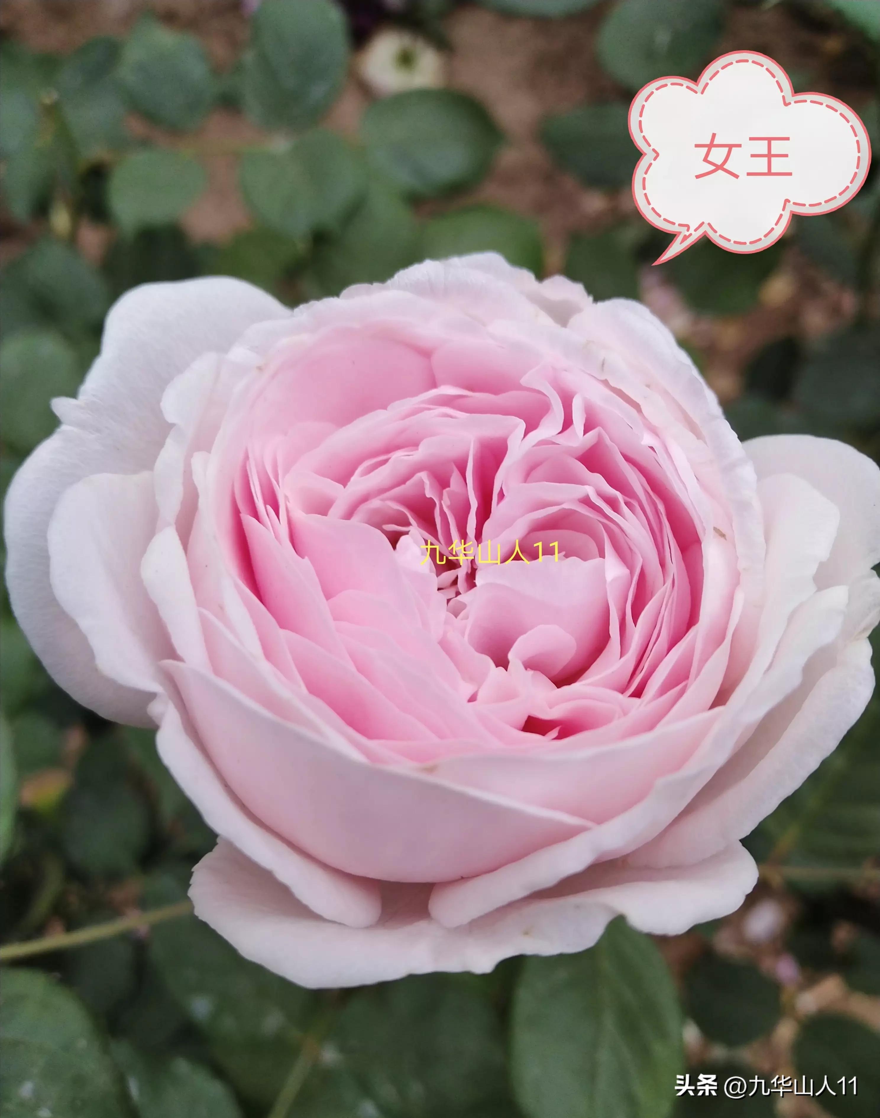 藤本月季品种列表,大红色藤本月季哪个品种好