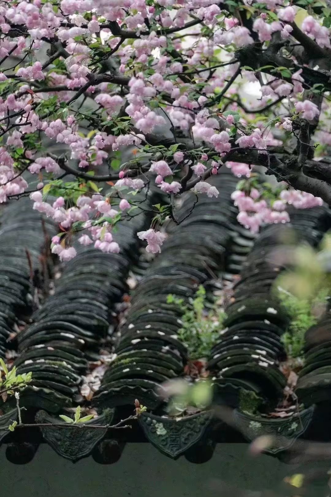 健康开心的活着是人生的最美境界,健康的活着适当的忙着开心的活着