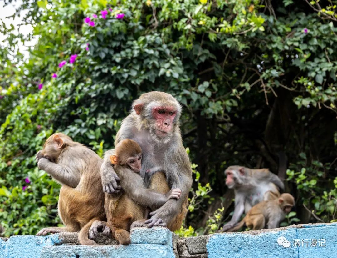 海南人去南湾猴岛,海南三亚南湾猴岛门票