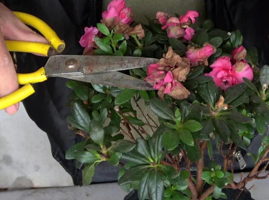 杜鹃花和映山红有何区别,映山红和杜鹃花有什么不一样