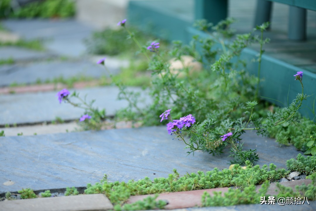 看到你的花园那么惨，我就安心了|园丁