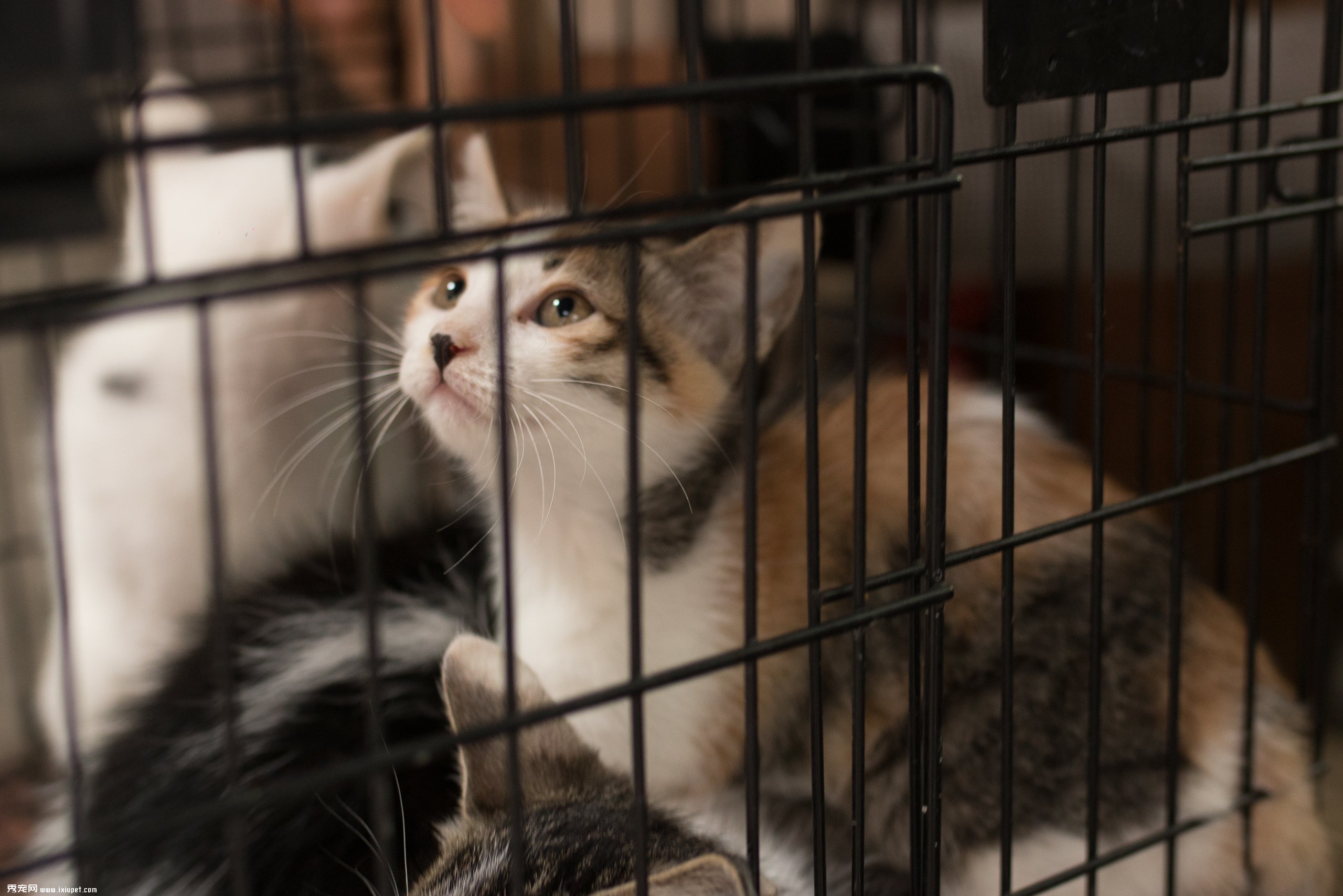 猫咪的克星是什么样子,猫咪最害怕的五件东西