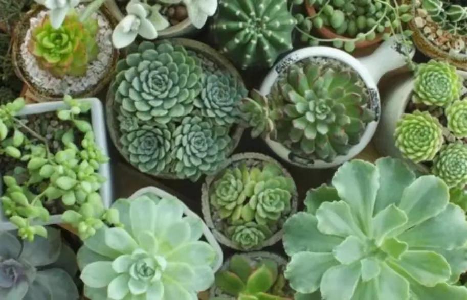 重庆最大的鲜花批发商,重庆花卉园鲜花市场