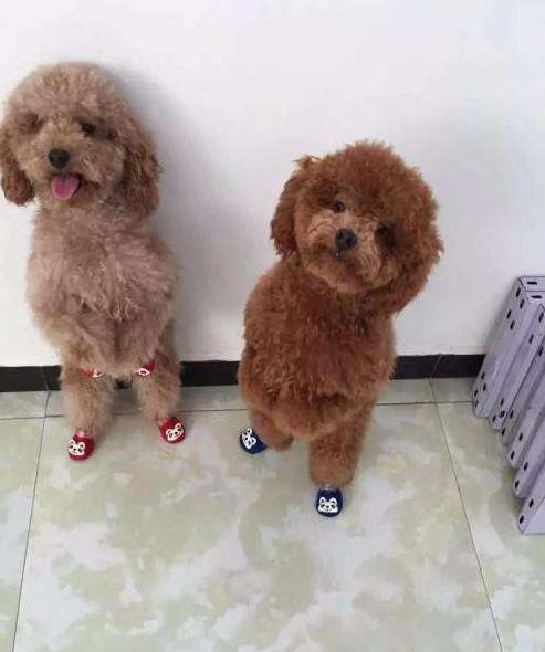 狗界中最通人性的5种狗,狗界最“通人性”的3种狗