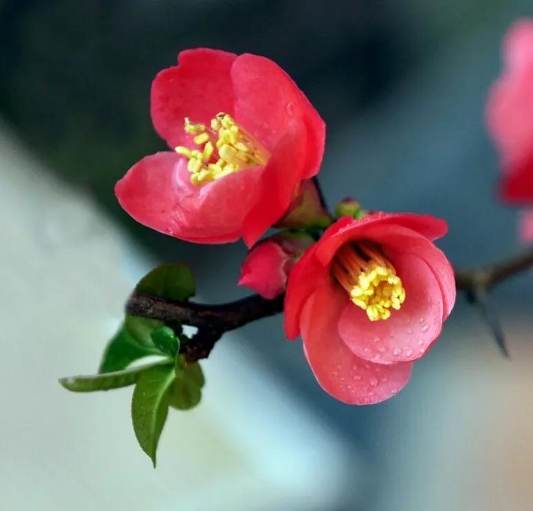 贴梗海棠海棠花品种大全,贴梗海棠的花型