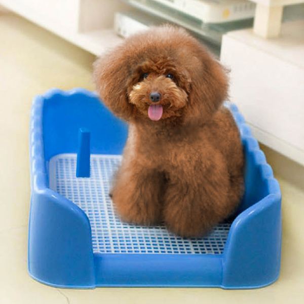 泰迪犬怎样训练大小便,泰迪犬大小便训练