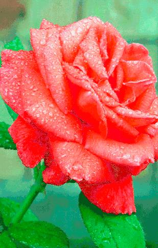 分享一束花图片,分享照片愿你遇到的都是美好