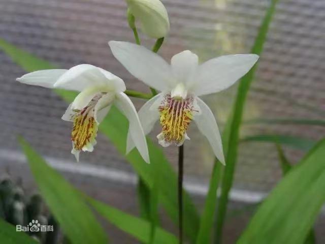 祛黄增白的内调中草药,去黄美白提亮肤色的中药方