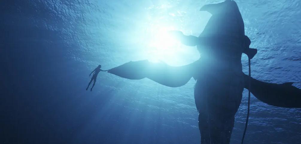 阿凡达2口碑扑街,阿凡达2全网下架了吗