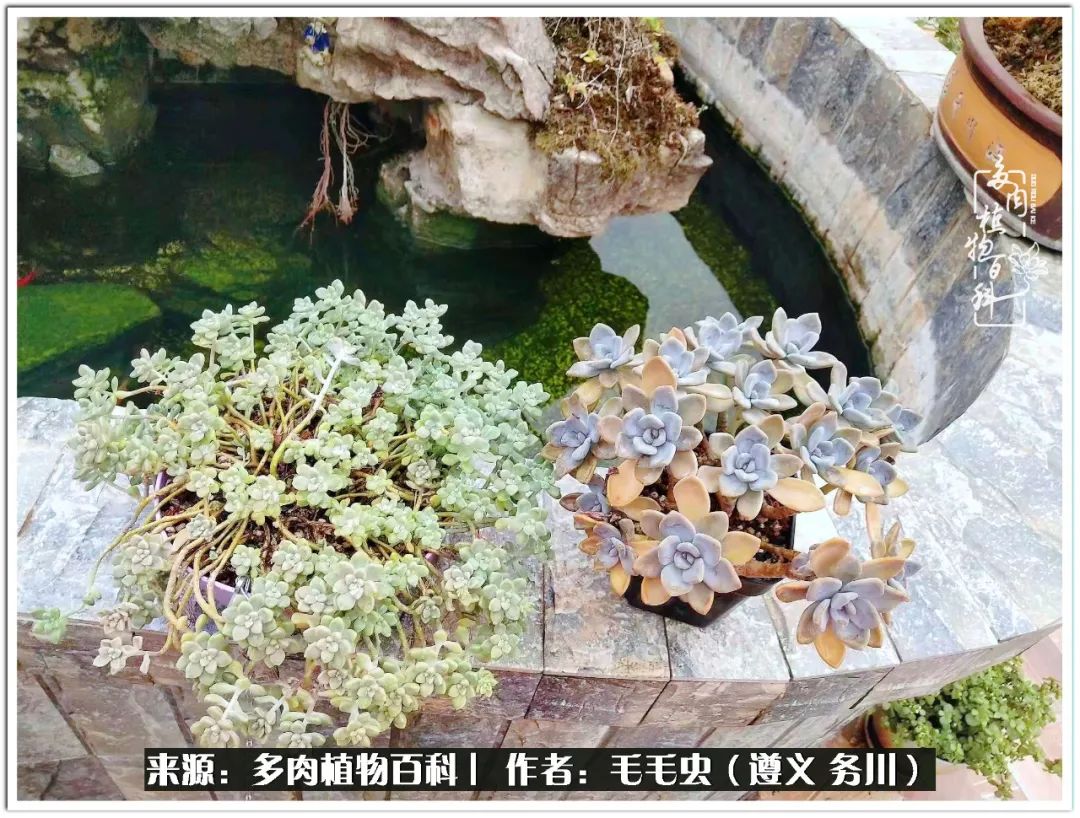 多肉可抵岁月,多肉之花语