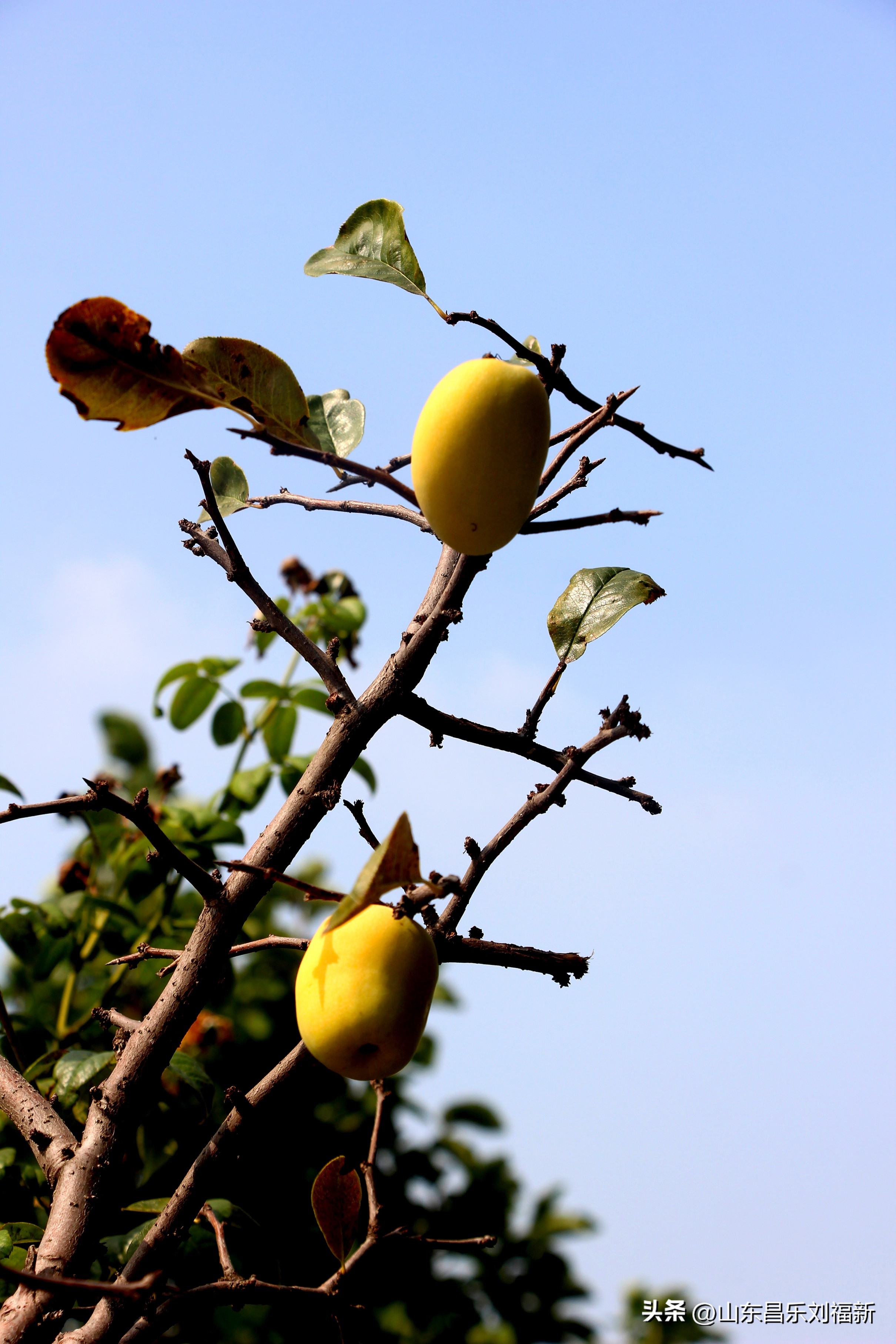 碧水龙庭深圳7栋4单元,顺光风景片拍摄