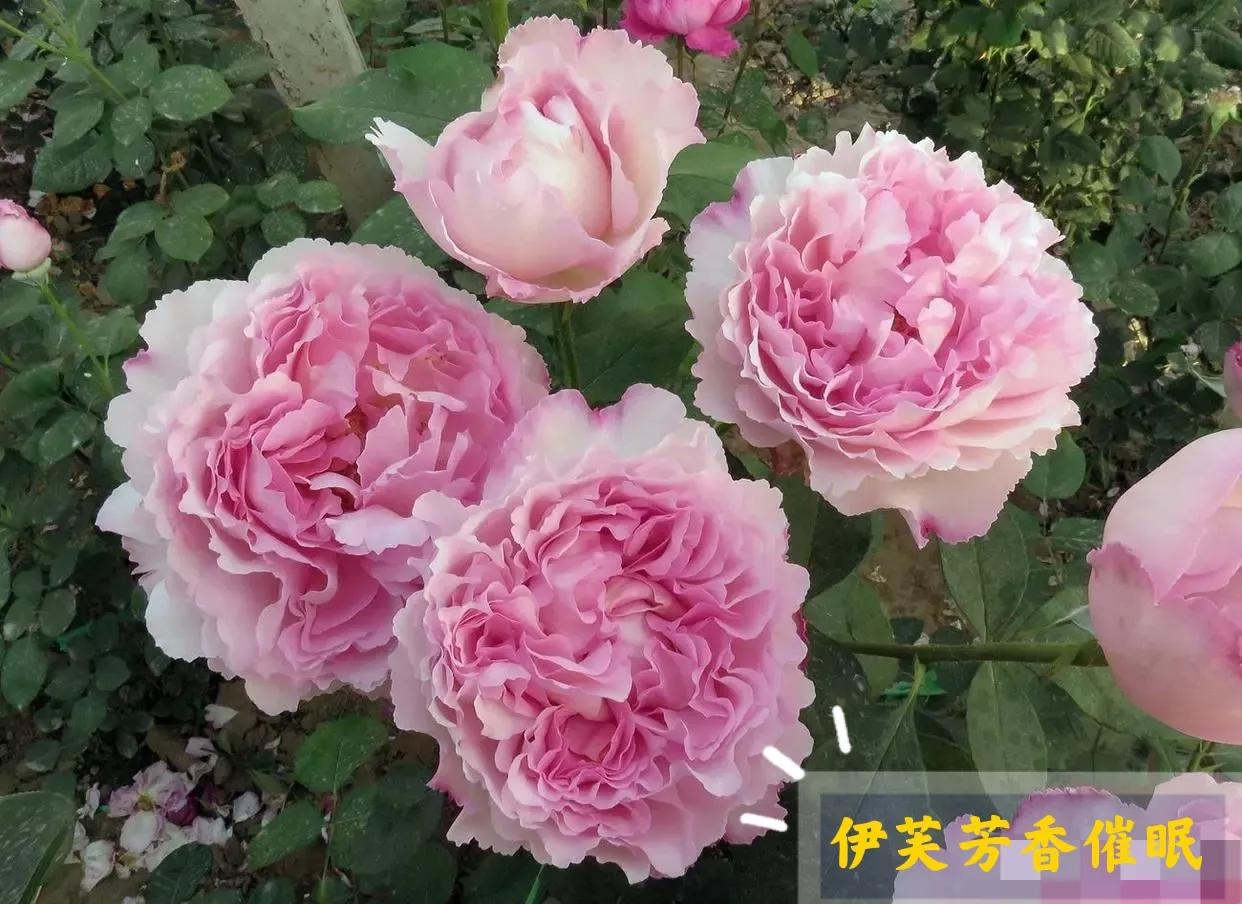 常见切花月季一览（40）（接上期）