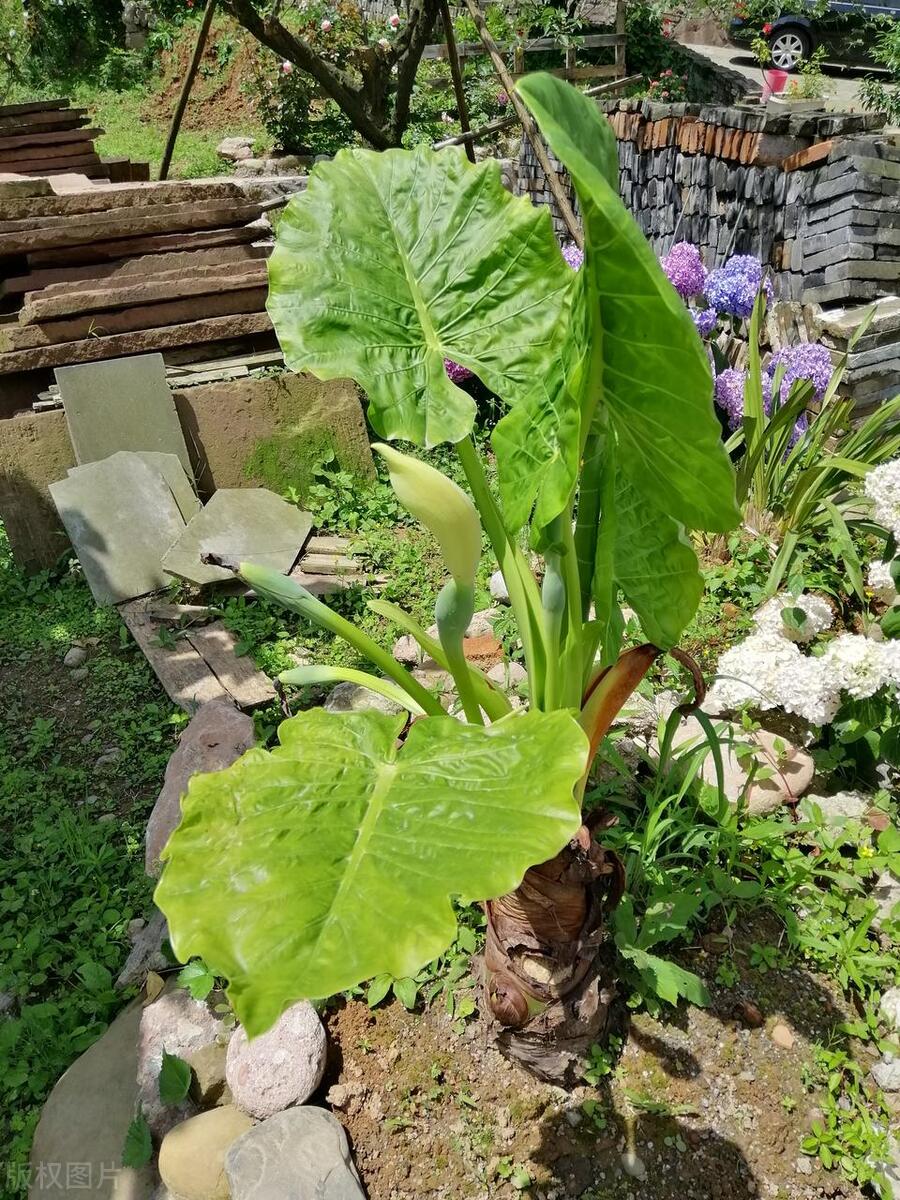 滴水观音的根烂了怎么办,滴水观音烂根了怎么回事