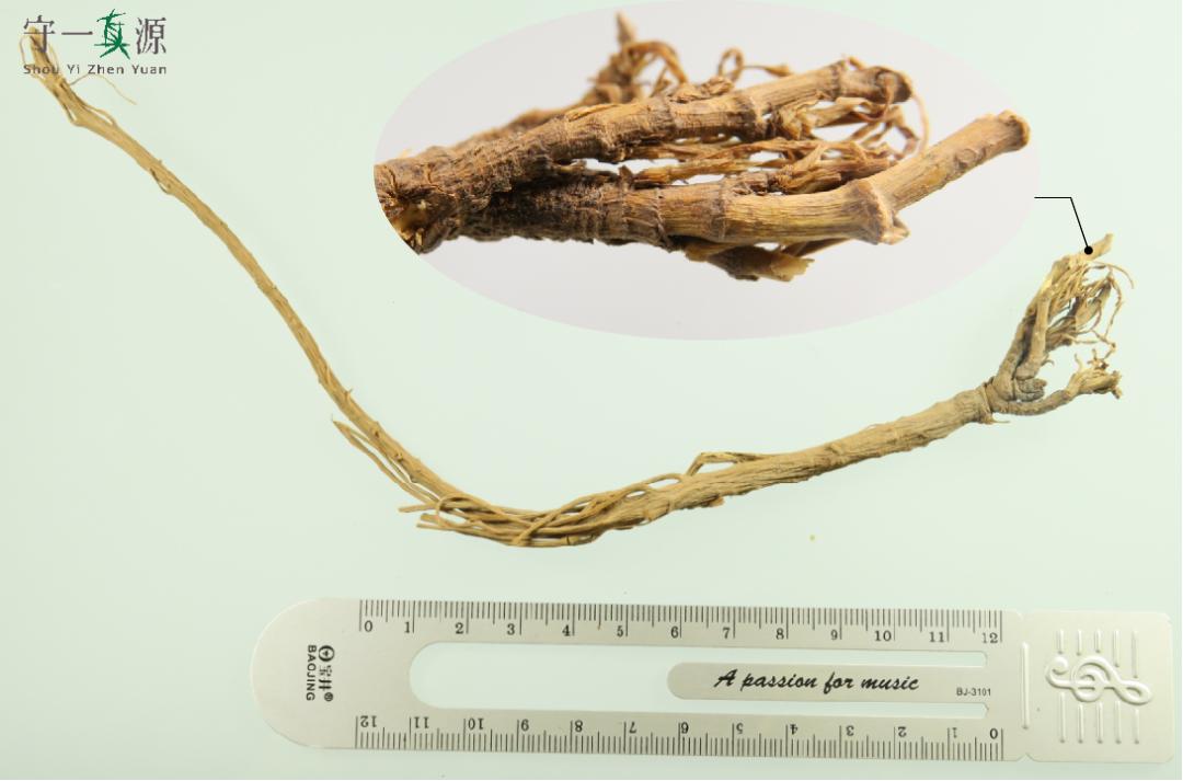 中药鉴定真假找谁,柴胡真假优劣鉴别