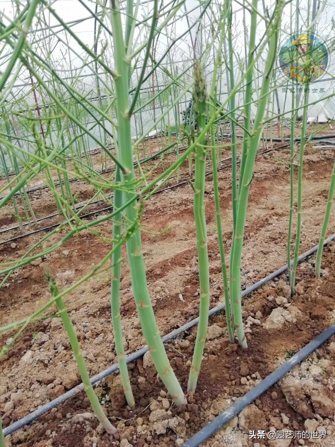 可食用景观植物案例：芦笋价值开发与育苗种植技术