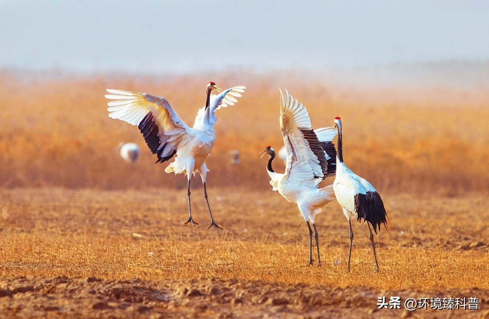 盘点中国拥有的14项世界自然遗产，是否有你的家乡