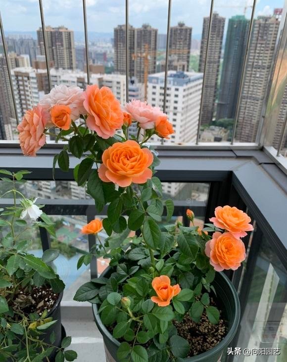 卖月季靠谱的网店,买月季花在抖音哪家买比较好