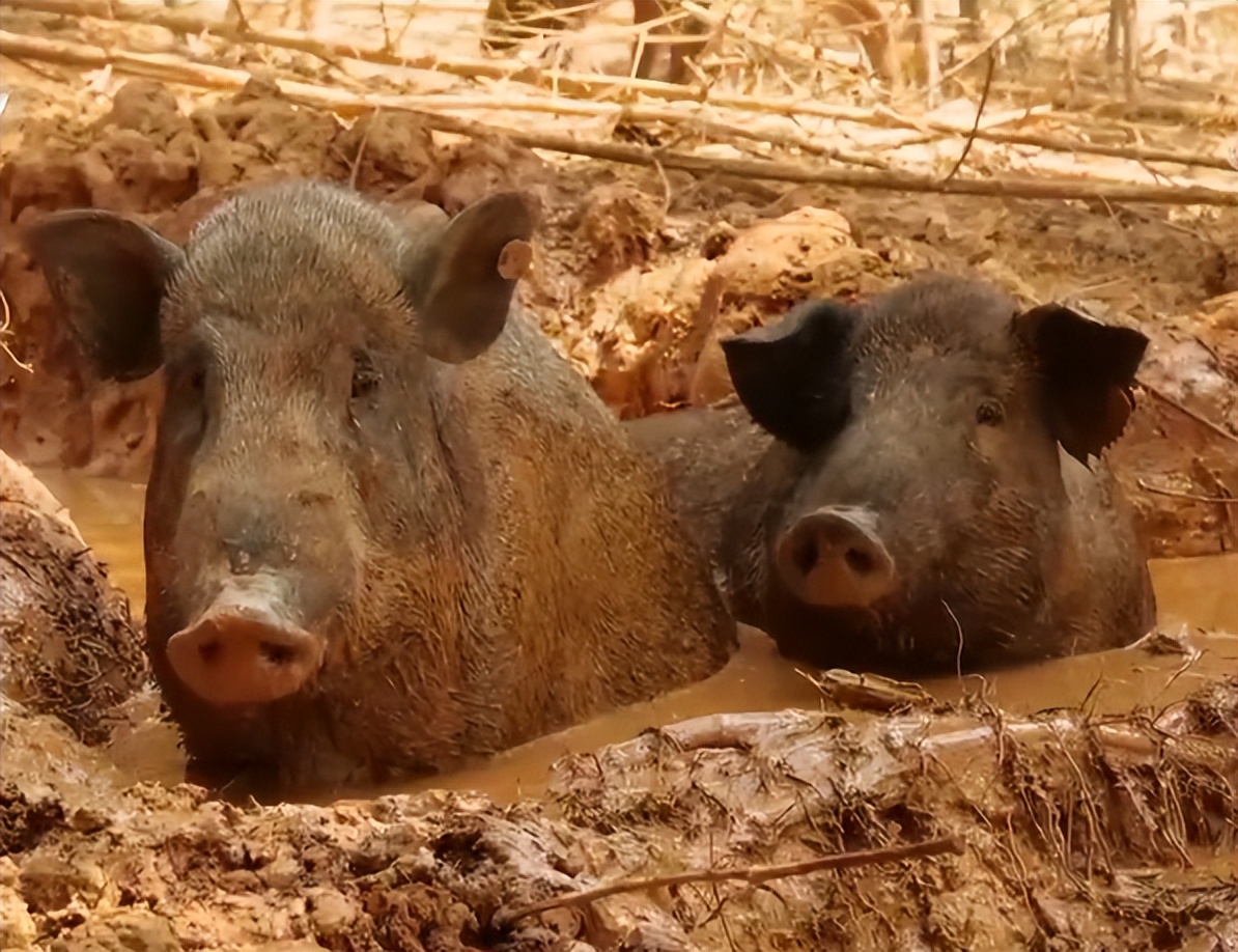 福建男子养“跳跳猪”，一斤猪肉最高卖出125元，年销售额达600万