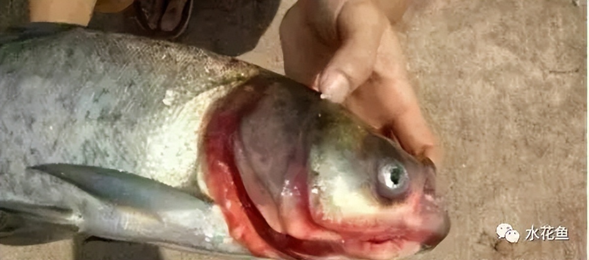 细菌性败血症鱼怎么治,淡水鱼败血症治疗