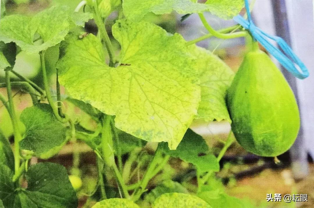 甜瓜底叶发黄什么病,甜瓜叶黄枯萎