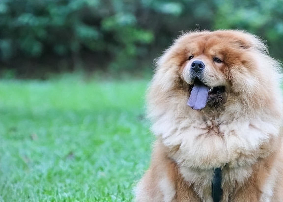 狗中大熊猫——松狮犬，丝毫不输国外犬