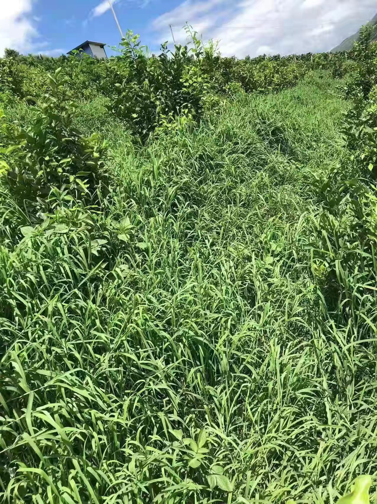 果园里的杂草怎么消灭最好,果园杂草太多如何科学控草