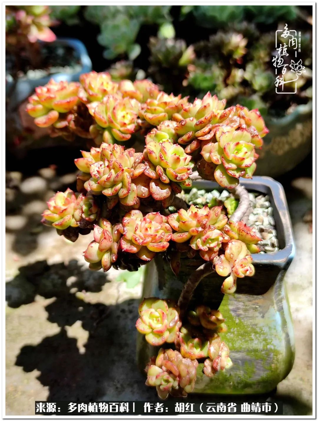 多肉植物里的糖,多肉生活的调味剂