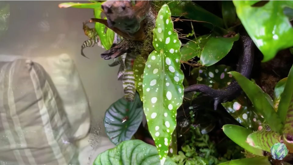 美国小哥在卧室建出一缸热带雨林，食物链环环相扣，太强了