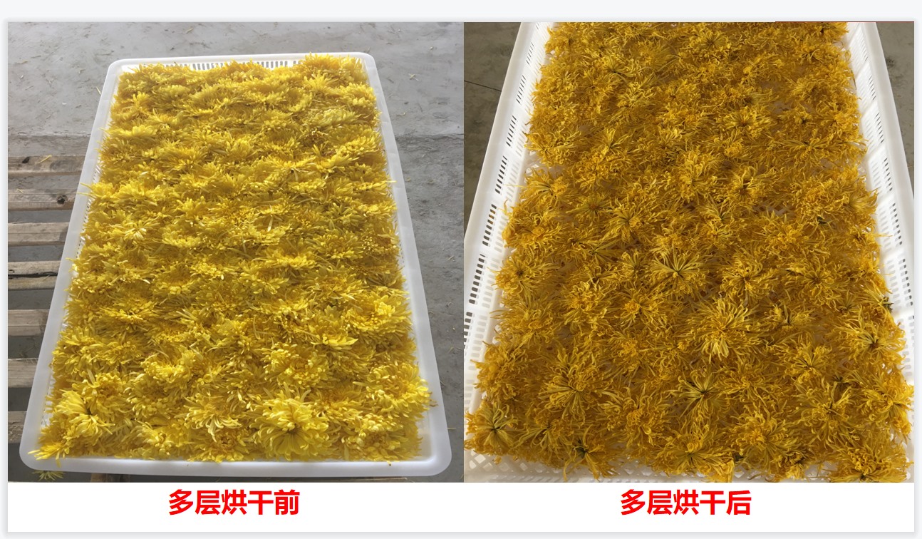 菊花微波烘干机报价,菊花热泵烘干机多少钱