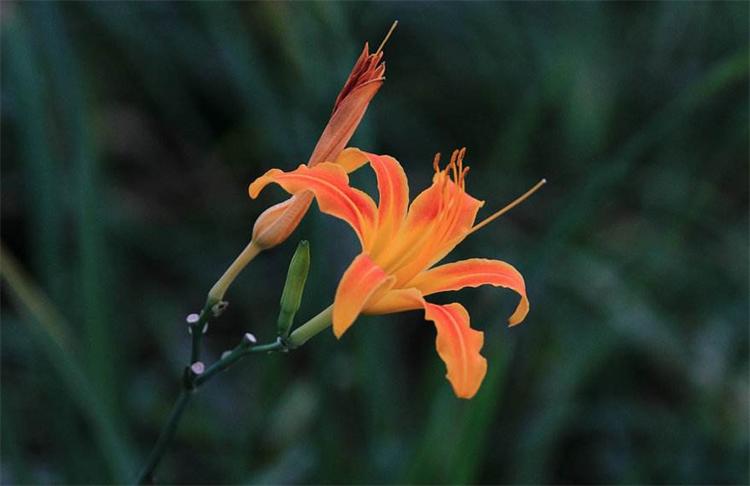 七十岁老人过生日送什么花合适,自己过生日送自己的花应该选哪种