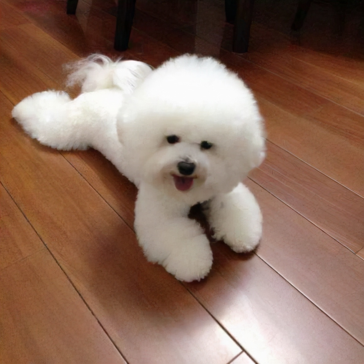 什么狗狗最懂人性,懂人性的狗狗