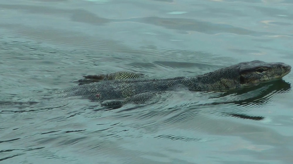 五爪金龙视频,五爪金龙现身云海